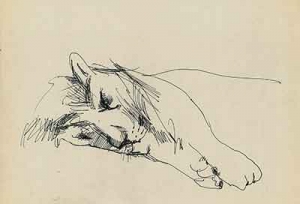 a lion                           