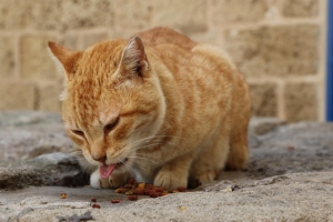 Old Jaffa  