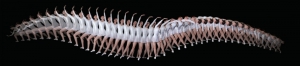 balerina medtronic      