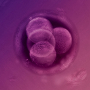 cell egg     