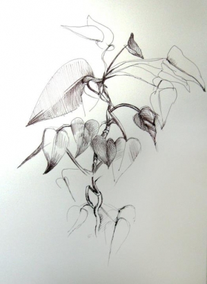 Still life   