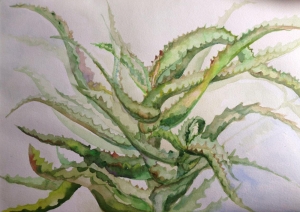 aloe 